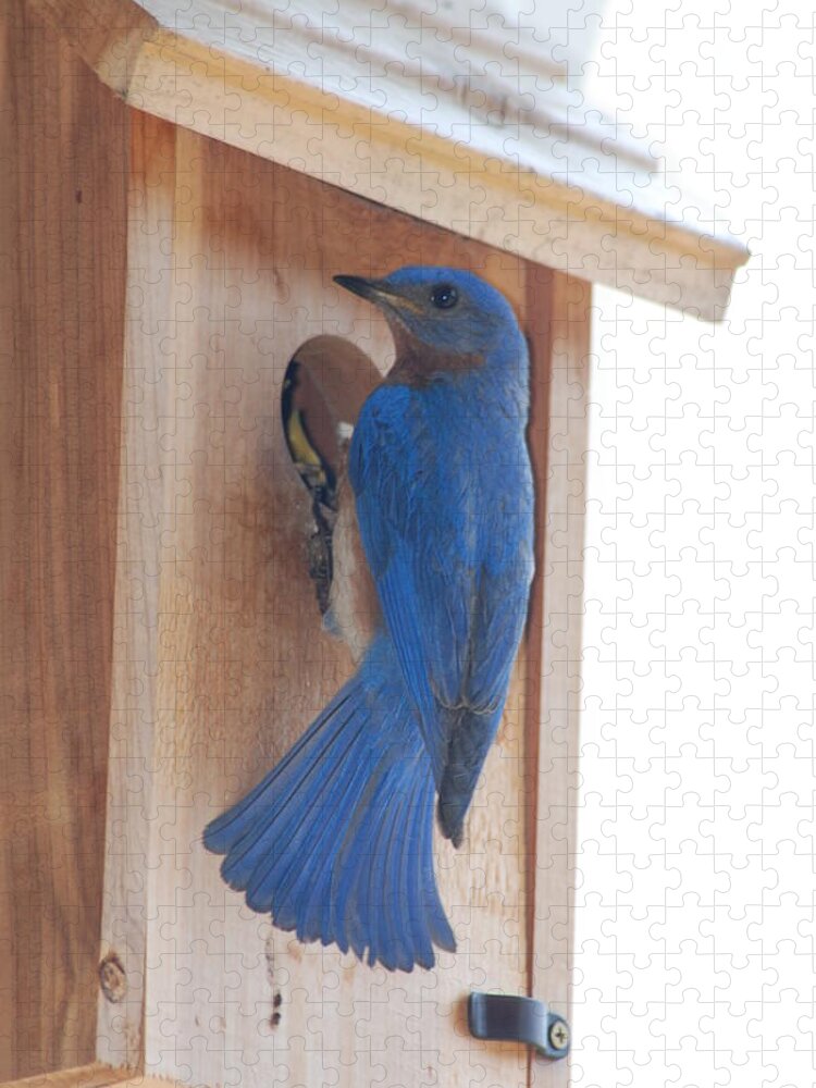 Bird Jigsaw Puzzle featuring the photograph Bluebird of Happiness by Kenny Glover