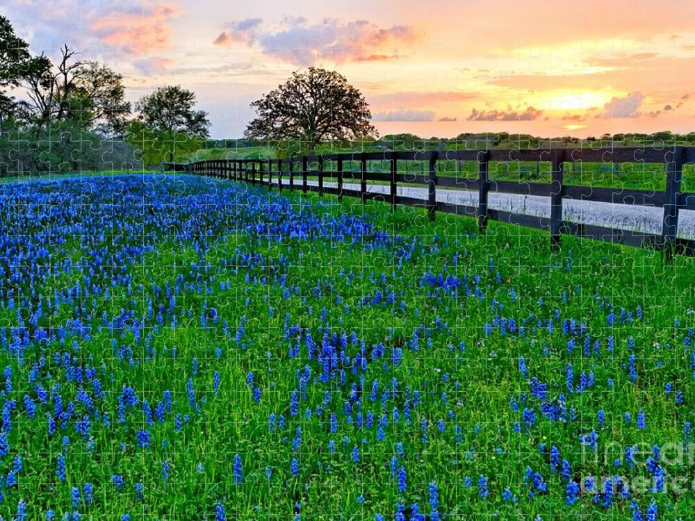 Bluebonnets Jigsaw Puzzle featuring the photograph Bluebonnet Fields Forever Brenham Texas by Silvio Ligutti
