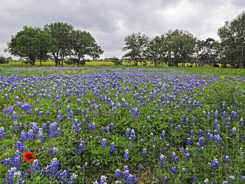 Wildflowers Jigsaw Puzzle featuring the photograph Bluebonnet Heaven by Lynn Bauer