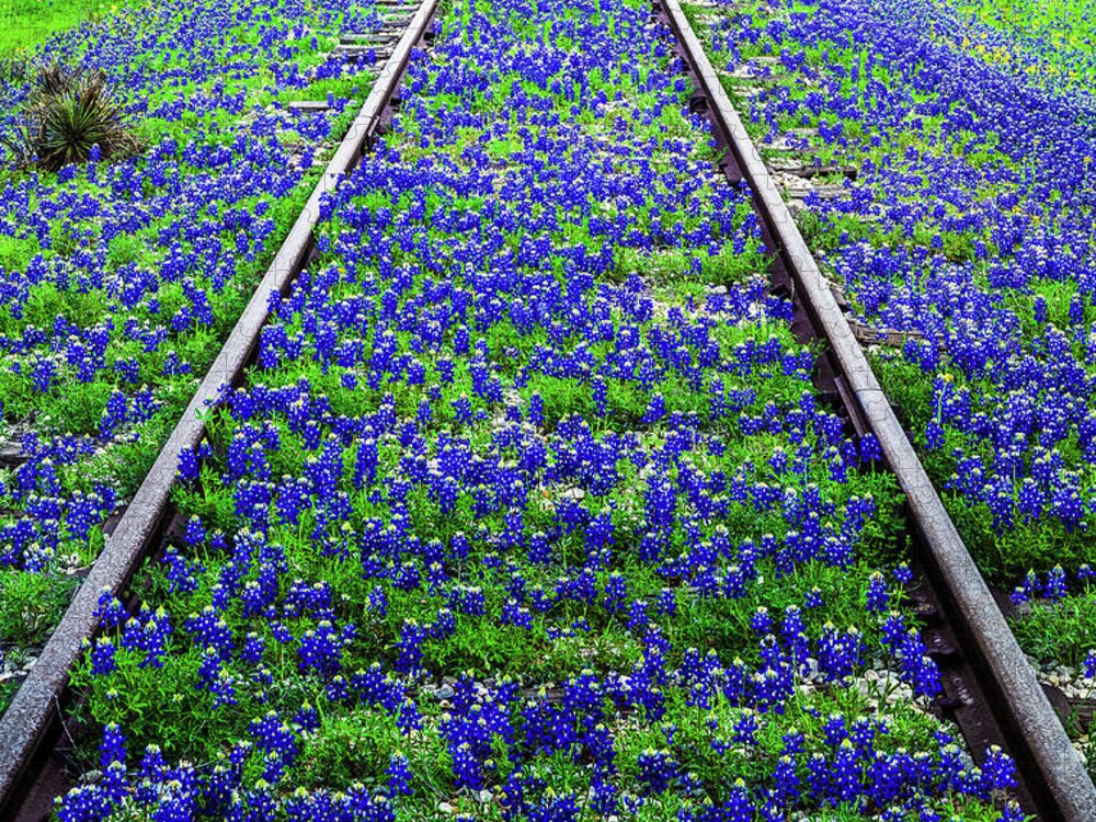 Scenics Jigsaw Puzzle featuring the photograph Bluebonnet Wildflowers And Old Railroad by Dszc