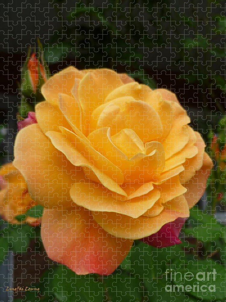 Flower Macro Jigsaw Puzzle featuring the photograph Blushing Rosalina by Lingfai Leung