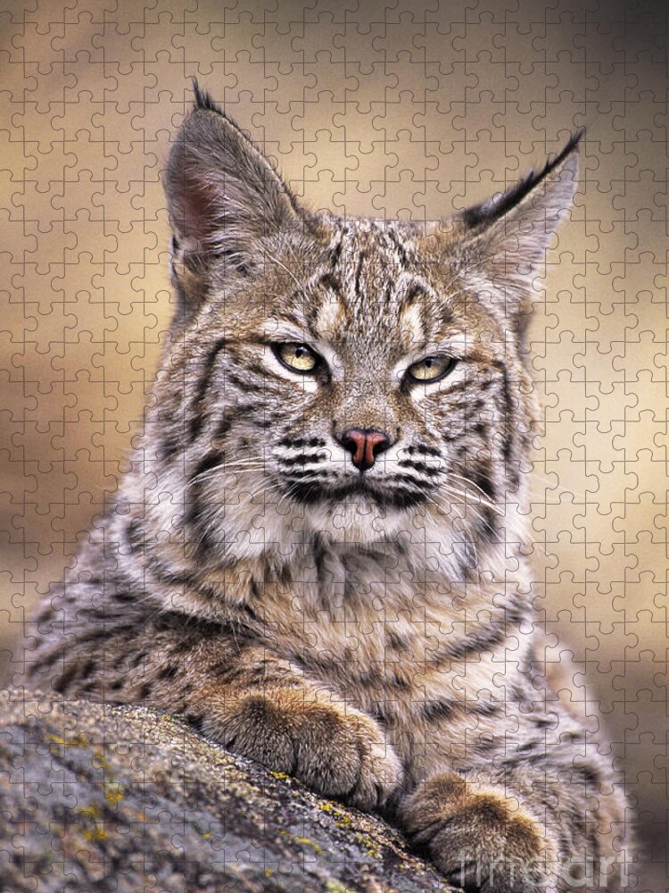 Bobcat Jigsaw Puzzle featuring the photograph Bobcat Cub Portrait Montana Wildlife by Dave Welling
