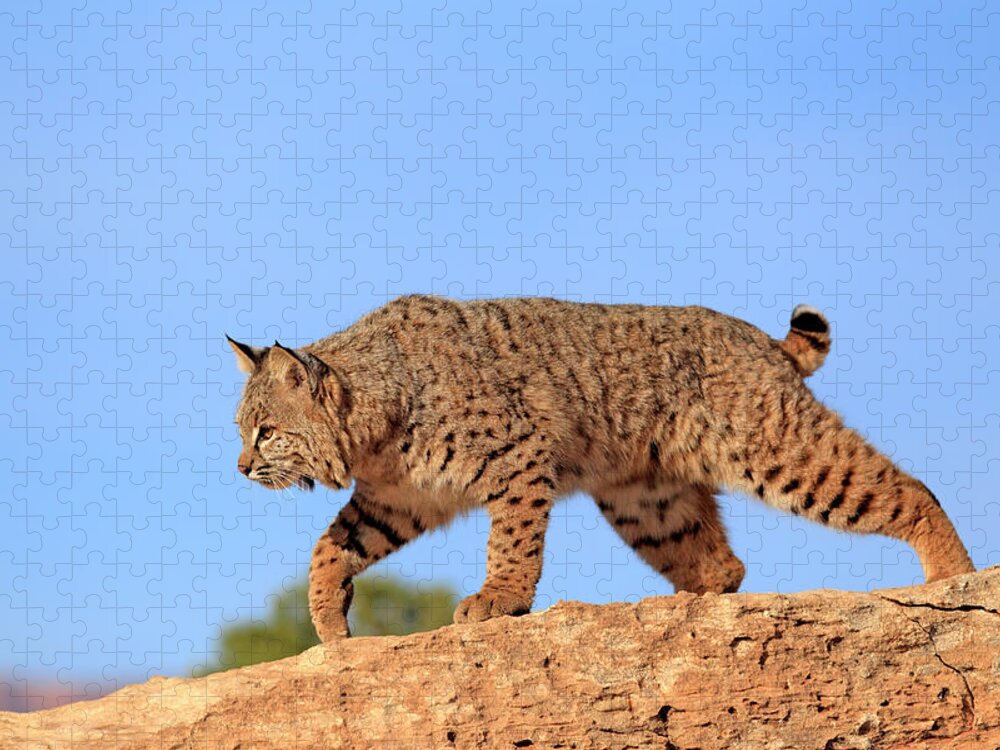 Scenics Jigsaw Puzzle featuring the photograph Bobcat by Tier Und Naturfotografie J Und C Sohns
