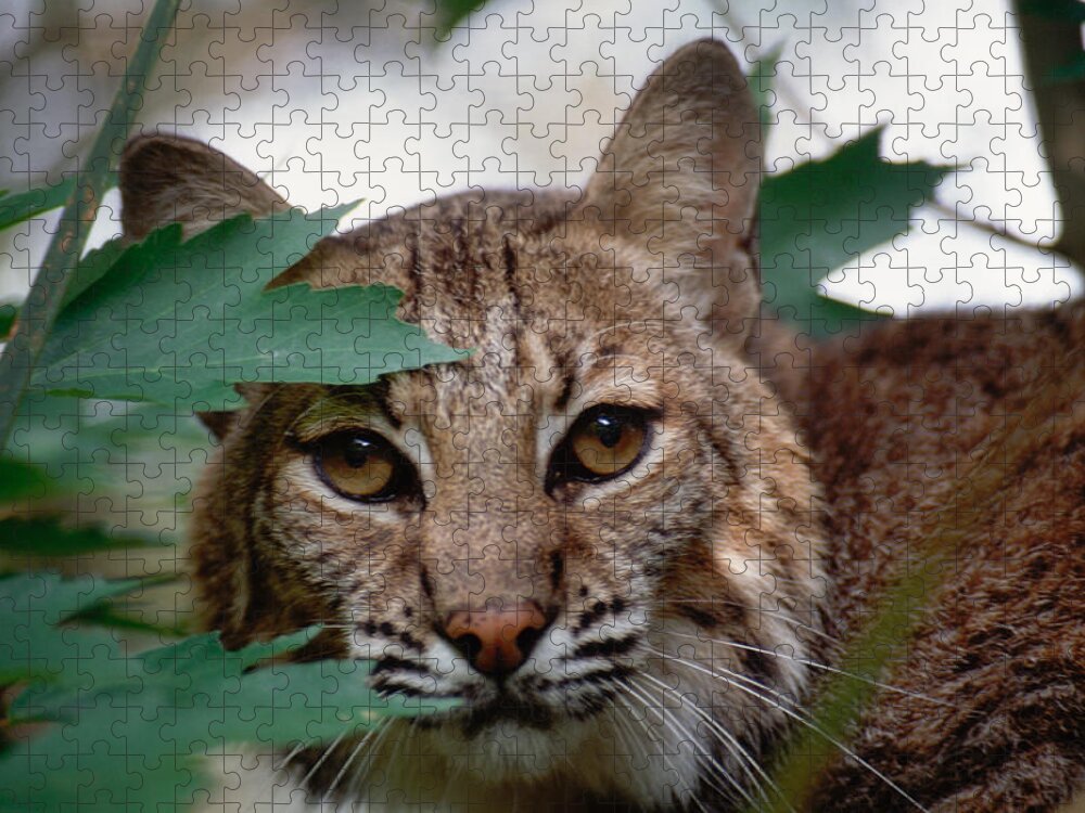 Bobcat Jigsaw Puzzle featuring the photograph Bobcat with maple leaves by Bradford Martin