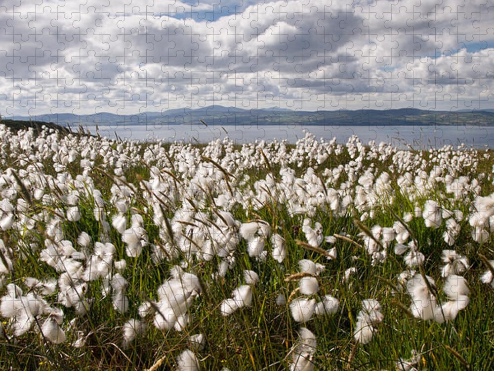 Binevenagh Jigsaw Puzzle featuring the photograph Bog Cotton on Binevenagh by Nigel R Bell