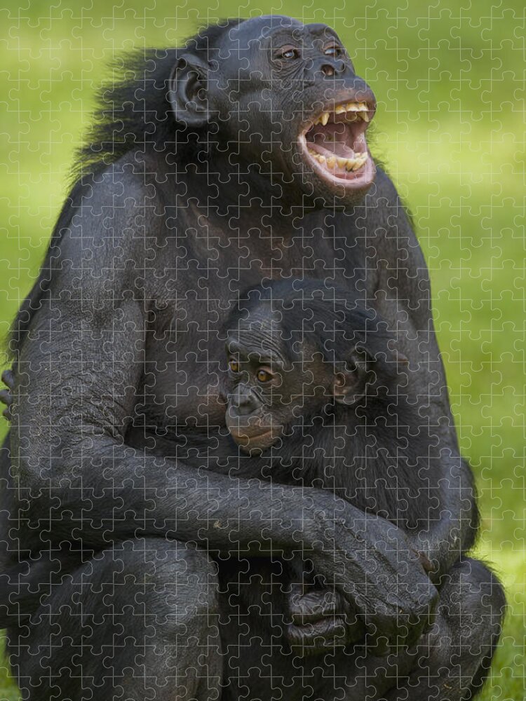 Feb0514 Jigsaw Puzzle featuring the photograph Bonobo Mother And Baby by San Diego Zoo