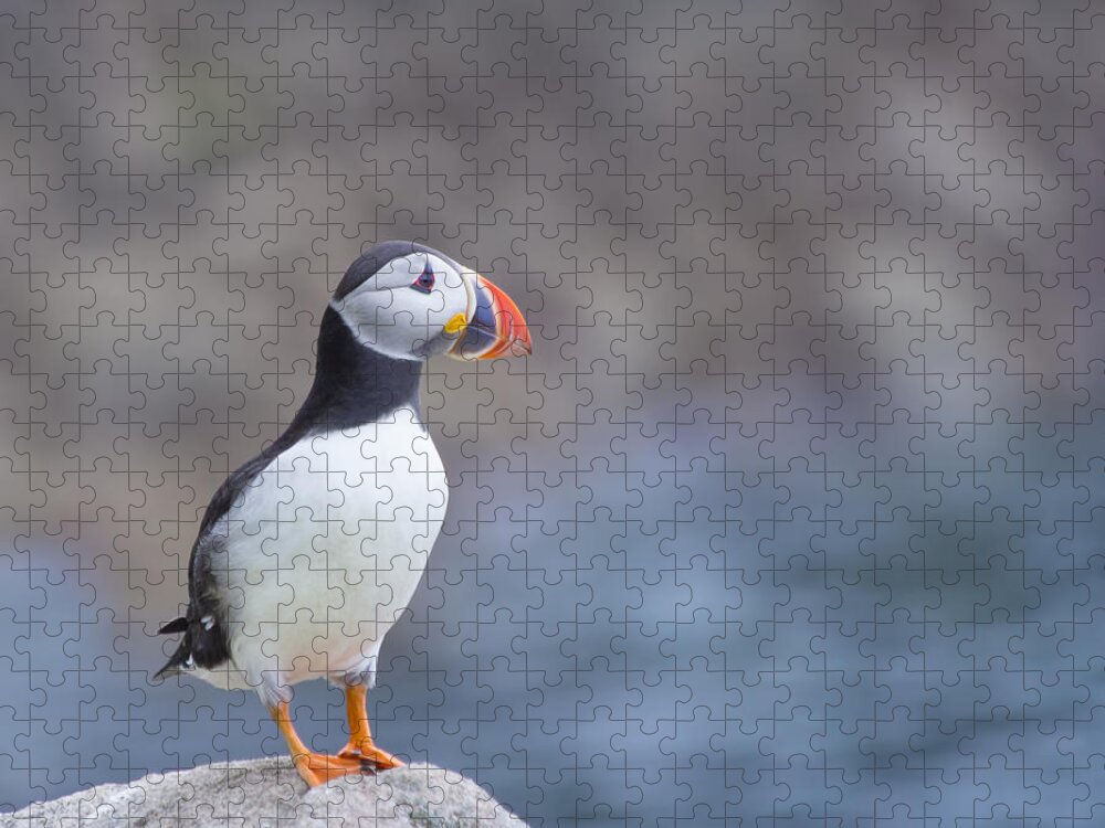 Puffin Jigsaw Puzzle featuring the photograph Born Free by Evelina Kremsdorf