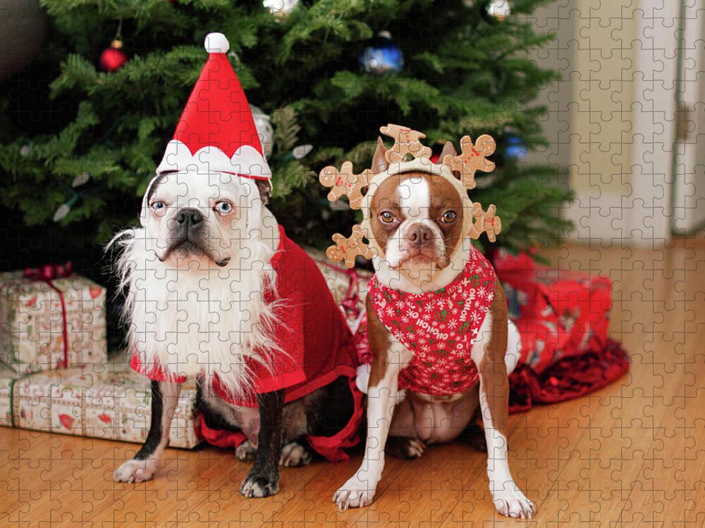 Animal Themes Jigsaw Puzzle featuring the photograph Boston Terrier Christmas by Genevieve Morrison