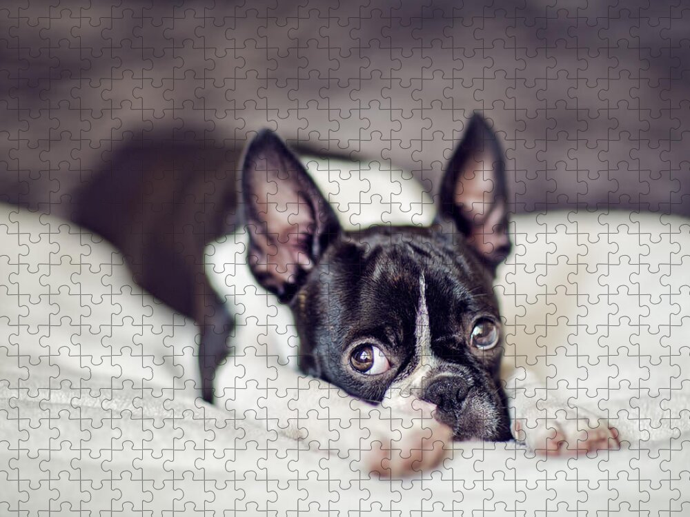 Cute Jigsaw Puzzle featuring the photograph Boston Terrier Puppy by Nailia Schwarz