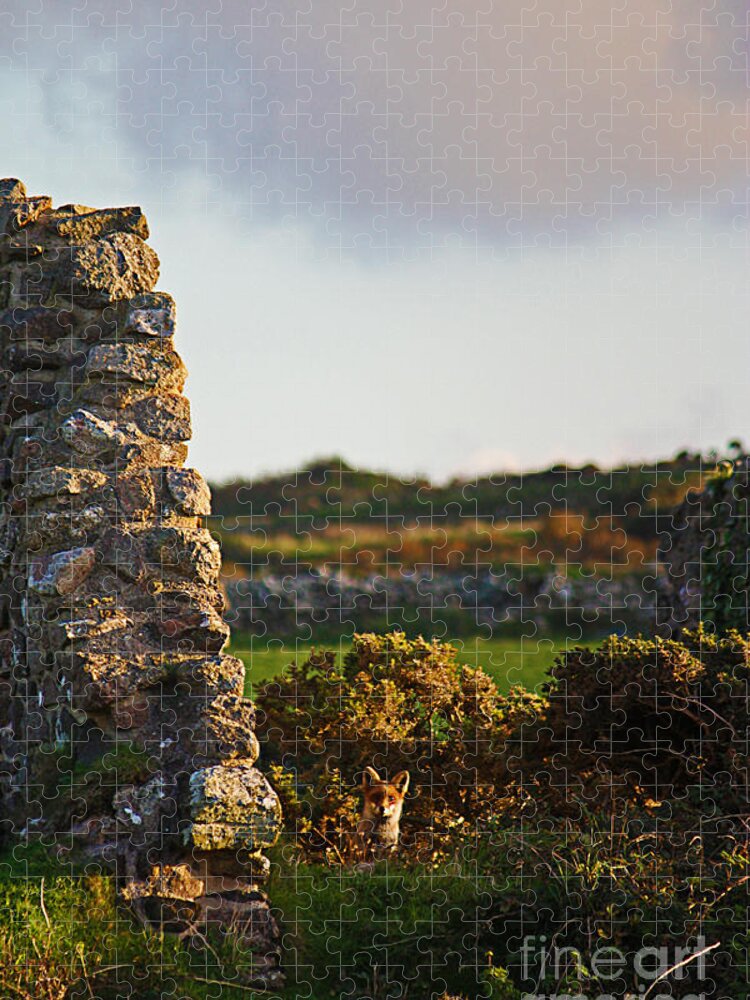 Fox Jigsaw Puzzle featuring the photograph Botallack Fox at Sunset by Terri Waters