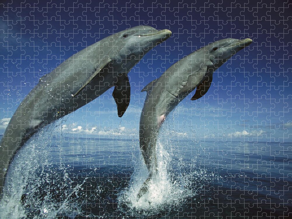Feb0514 Jigsaw Puzzle featuring the photograph Bottlenose Dolphin Pair Leaping Honduras by Konrad Wothe