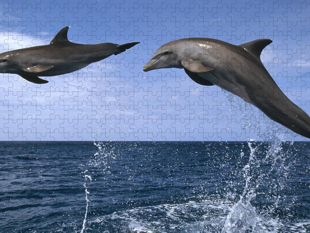 Feb0514 Jigsaw Puzzle featuring the photograph Bottlenose Dolphins Leaping Honduras by Konrad Wothe