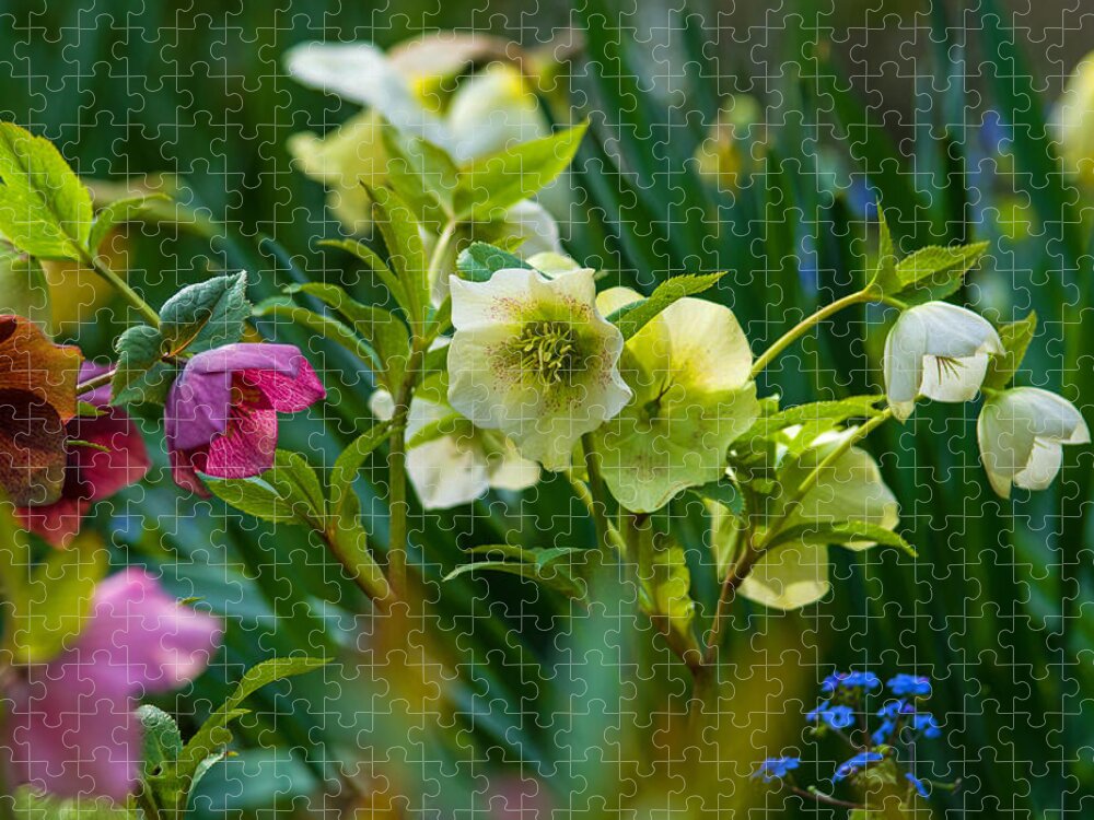 Nature Jigsaw Puzzle featuring the photograph Bouquet of Lenten Roses by Jordan Blackstone
