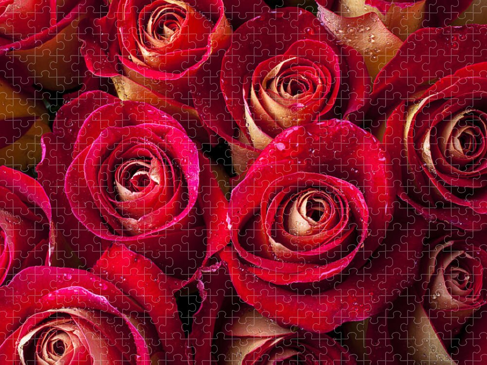 Boutique Roses Jigsaw Puzzle featuring the photograph Boutique roses by Garry Gay