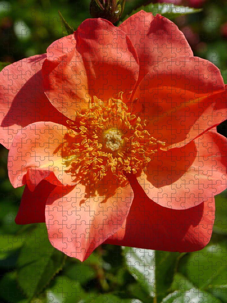 Orange Rose Jigsaw Puzzle featuring the photograph Brighter Than Sunshine by Christiane Schulze Art And Photography
