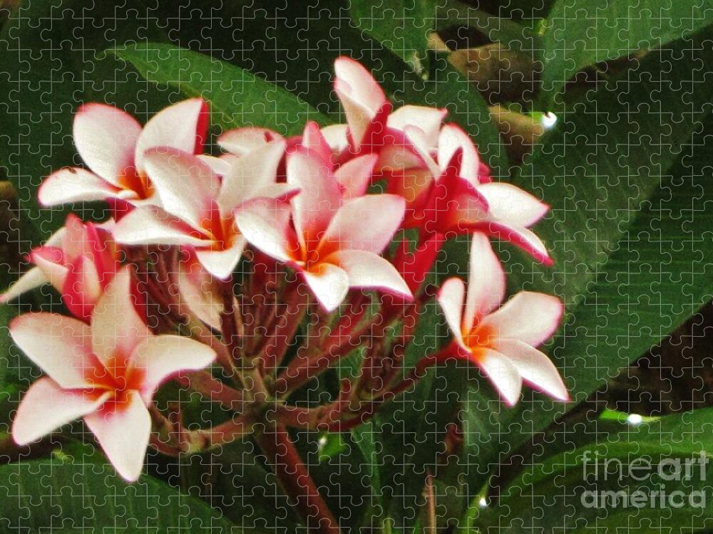 Plumaria Jigsaw Puzzle featuring the photograph Brilliant Stars by Craig Wood