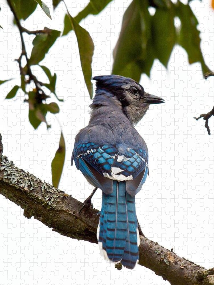 Blue Jay Cyanocitta Crostata Jigsaw Puzzle featuring the photograph Bringing Food Back to the Nest by Kristin Hatt