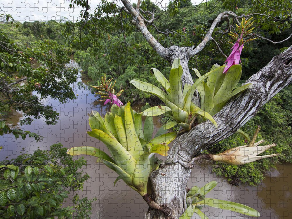 Cyril Ruoso Jigsaw Puzzle featuring the photograph Bromeliad Pair Flowering Pacaya Samiria by Cyril Ruoso