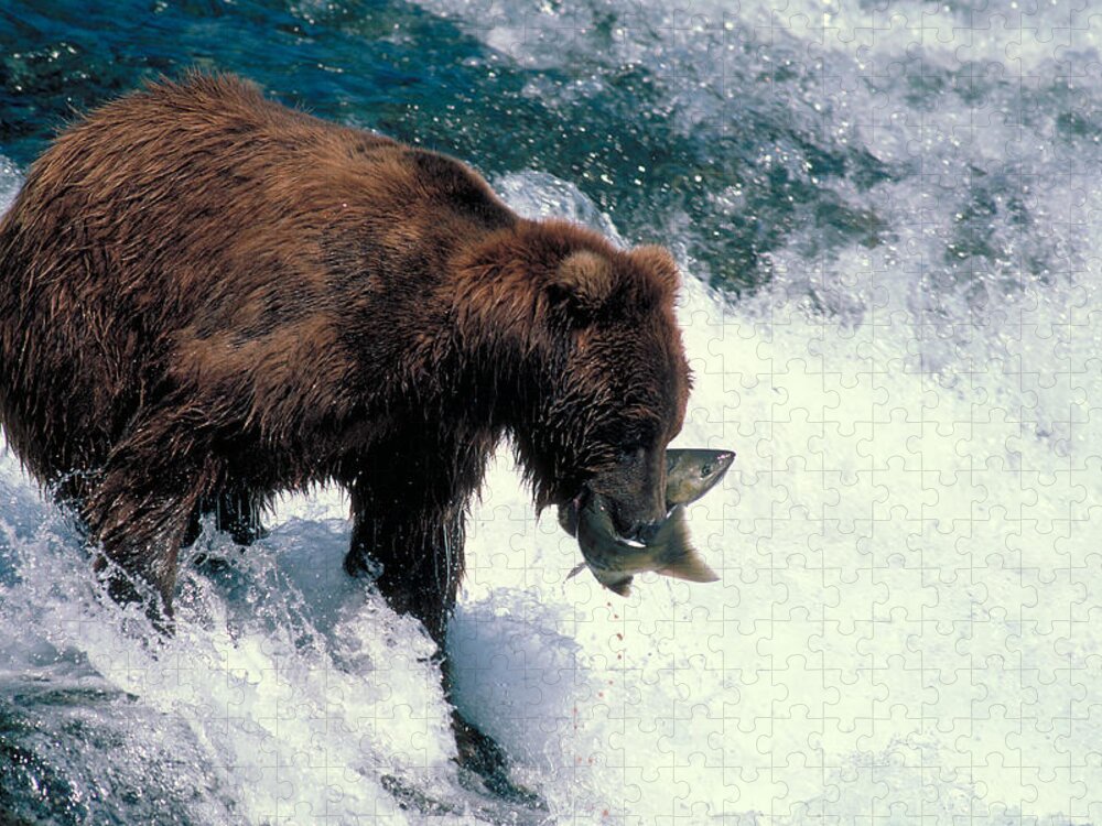Alaska Jigsaw Puzzle featuring the photograph Brown Bear Fishing by Phil A. Dotson