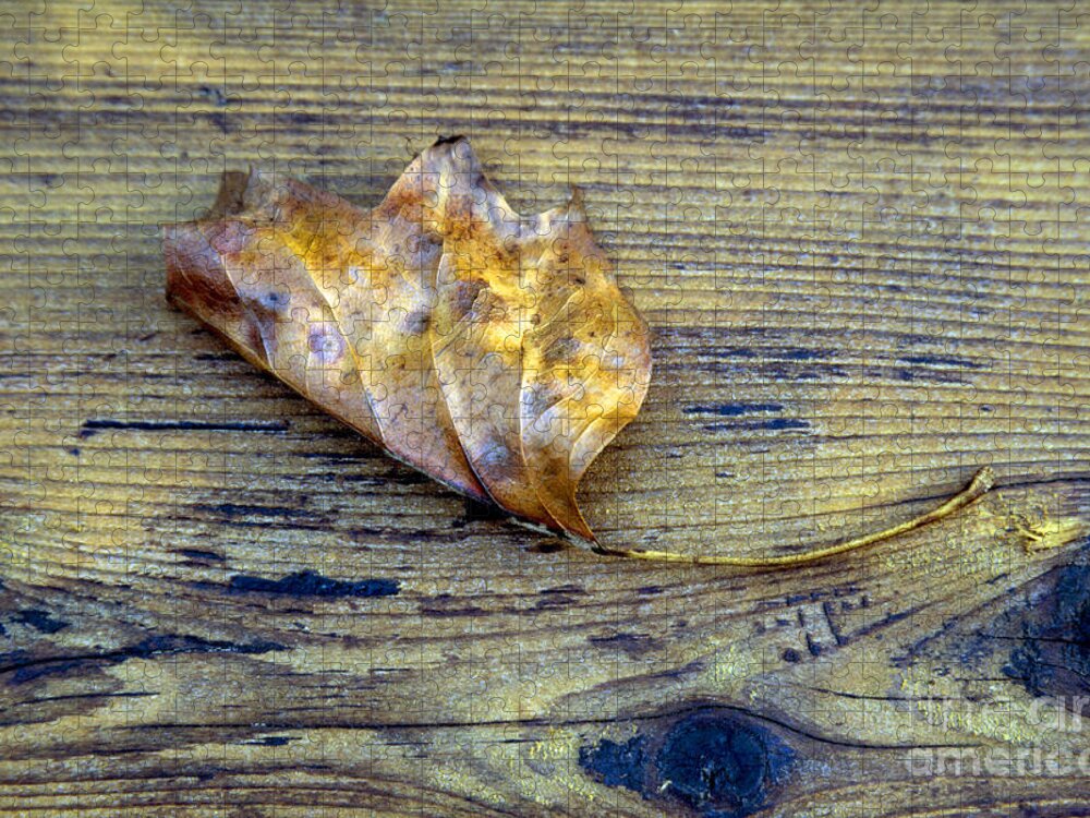 Autumn Jigsaw Puzzle featuring the photograph Brown Leaf on Cedar Deck by William Kuta