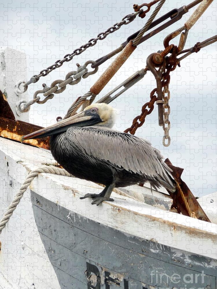 Pelican Jigsaw Puzzle featuring the photograph Brown Pelican by Valerie Reeves
