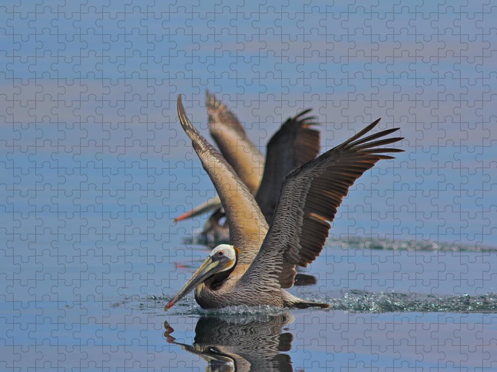 Pelican Jigsaw Puzzle featuring the photograph Brown Pelicans by Liz Vernand
