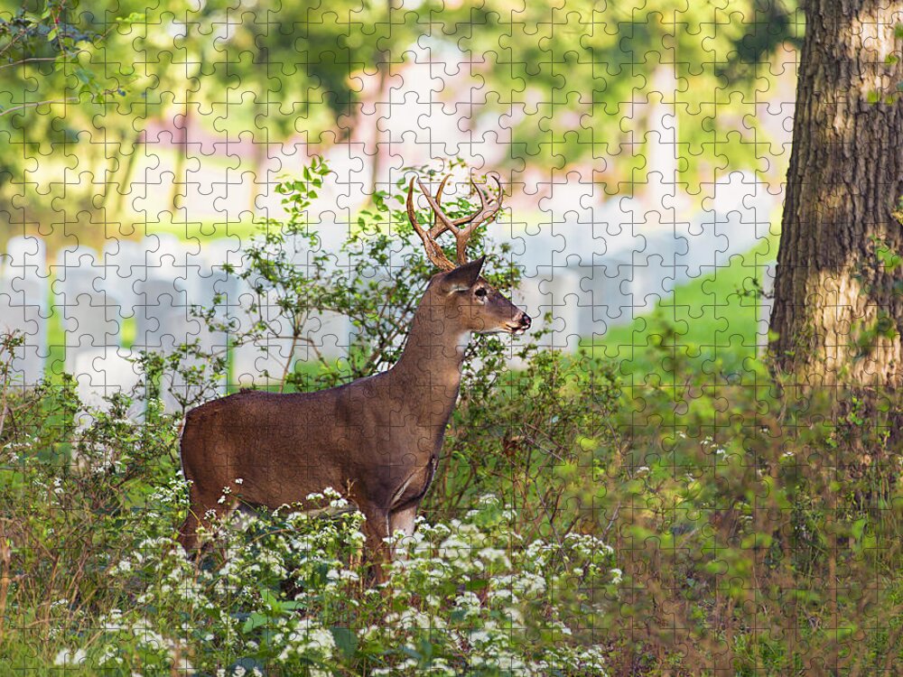 Deer Jigsaw Puzzle featuring the photograph Buck In A Bush by Bill and Linda Tiepelman