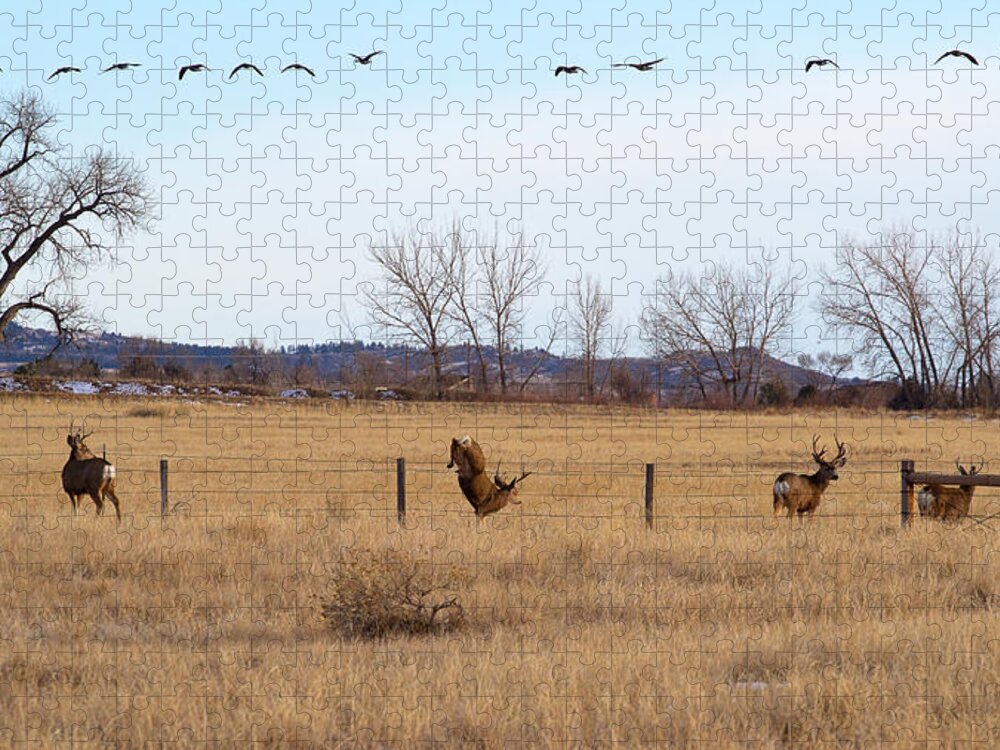 Deer Jumping Phoograph Jigsaw Puzzle featuring the photograph Bucks and Geese by Jim Garrison