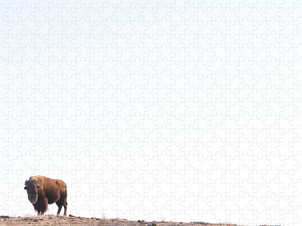 Buffalo Jigsaw Puzzle featuring the photograph Buffalo Country by James BO Insogna