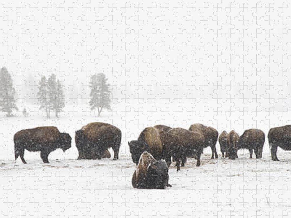 Yellowstone Jigsaw Puzzle featuring the photograph Buffalo Herd in Snow by Bill Cubitt