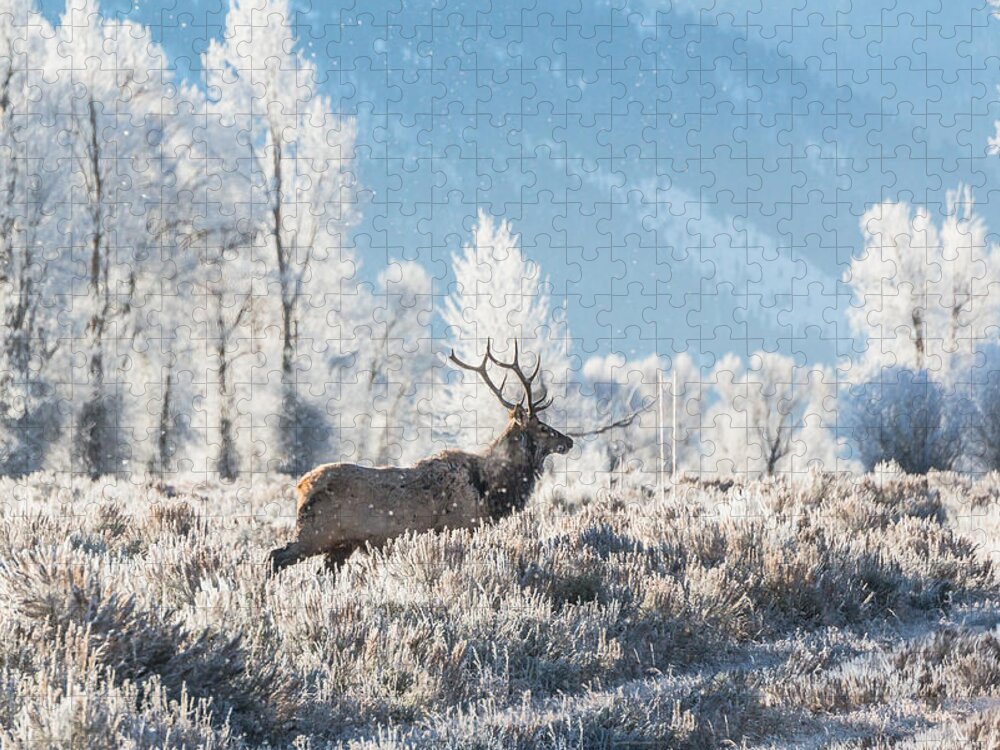 Bull Elk Jigsaw Puzzle featuring the photograph Bull Elk At Winter Dawn by Yeates Photography