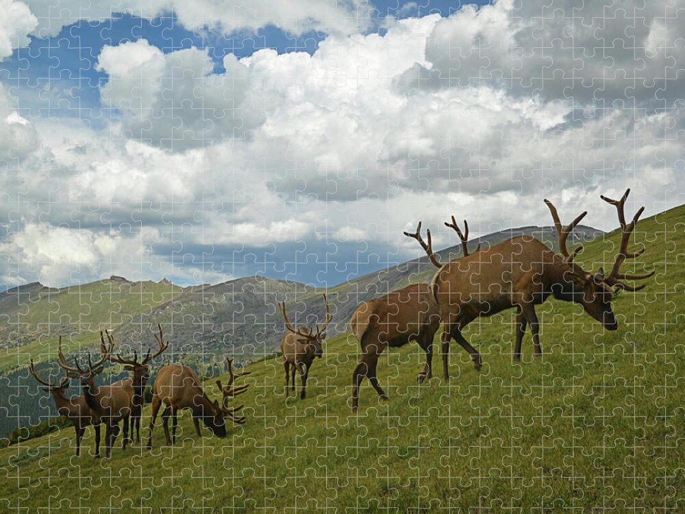Grass Jigsaw Puzzle featuring the photograph Bull Elk by William D. Bowman