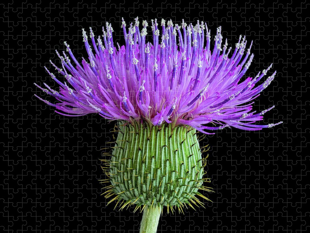 Fort Worth Jigsaw Puzzle featuring the photograph Bull Thistle Flower by Dean Fikar