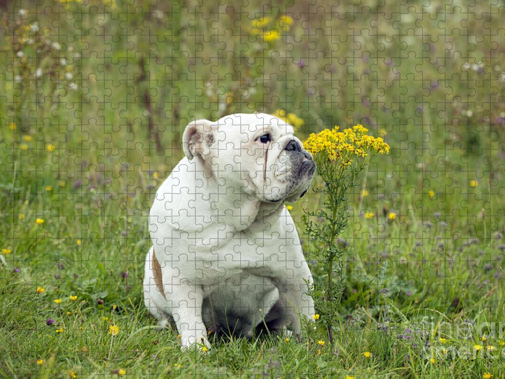 Dog Jigsaw Puzzle featuring the photograph Bulldog With Flowers by John Daniels