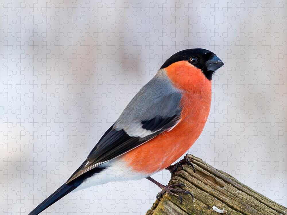 Bullfinch On The Edge Jigsaw Puzzle featuring the photograph Bullfinch on the Edge by Torbjorn Swenelius
