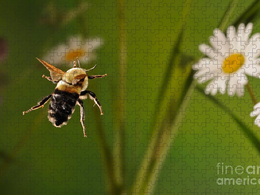 Bee Jigsaw Puzzle featuring the photograph Bumblebee In Flight by Scott Linstead