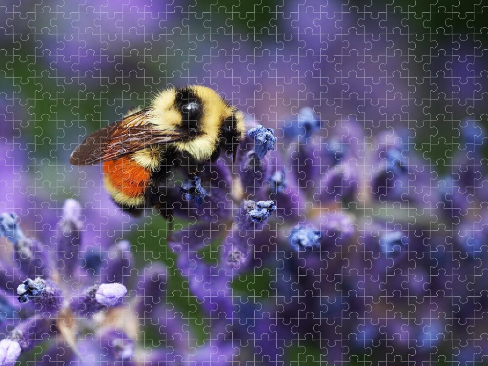 Bee Jigsaw Puzzle featuring the photograph Bumblebee on Lavender by Rona Black