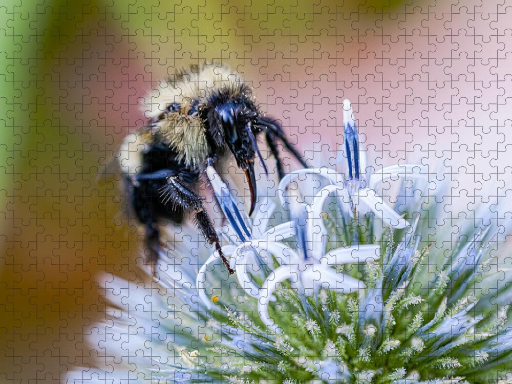 Thistle Jigsaw Puzzle featuring the photograph Bumblebee on Thistle Blossom by Marty Saccone
