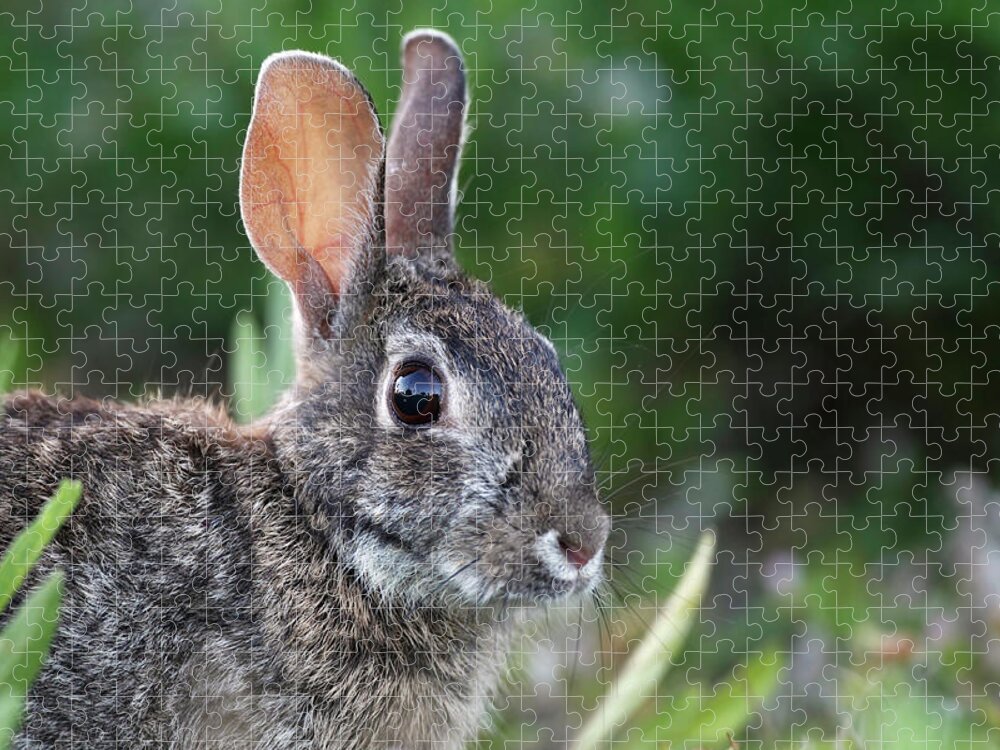 Cape Coral Jigsaw Puzzle featuring the photograph Bunny by Mlorenzphotography