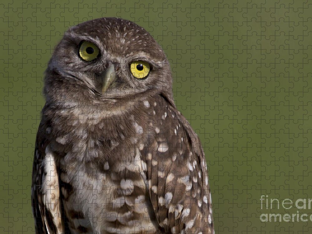 Burrowing Owl Jigsaw Puzzle featuring the photograph Burrowing Owl by Meg Rousher