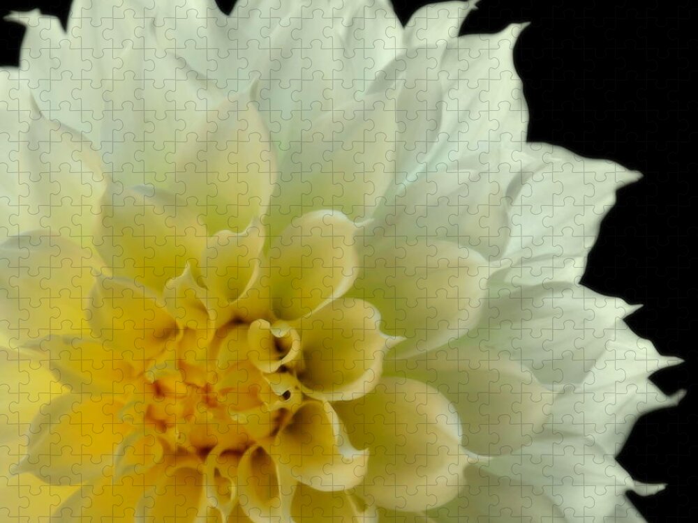 Dahlias Jigsaw Puzzle featuring the photograph BURST of LIFE by Karen Wiles