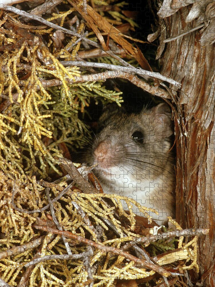 Animal Jigsaw Puzzle featuring the photograph Bushy-tailed Woodrat by B. & E. Boggs