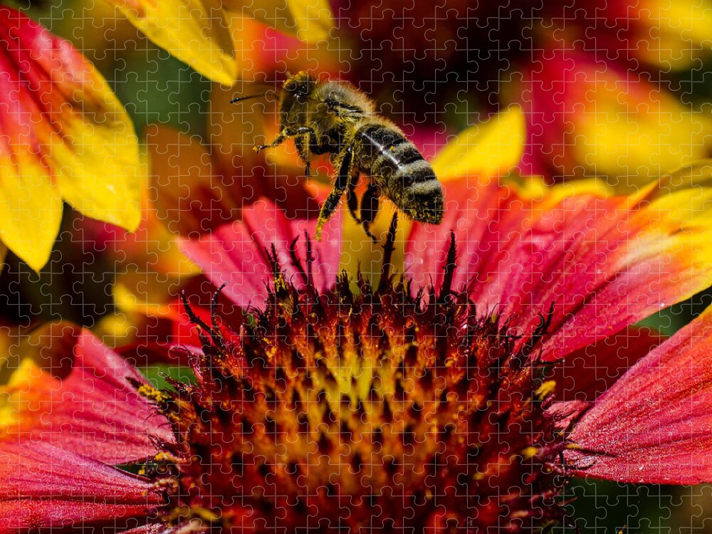 Busy Bee Buzzing Jigsaw Puzzle featuring the photograph Busy Buzzing Bee by Jordan Blackstone