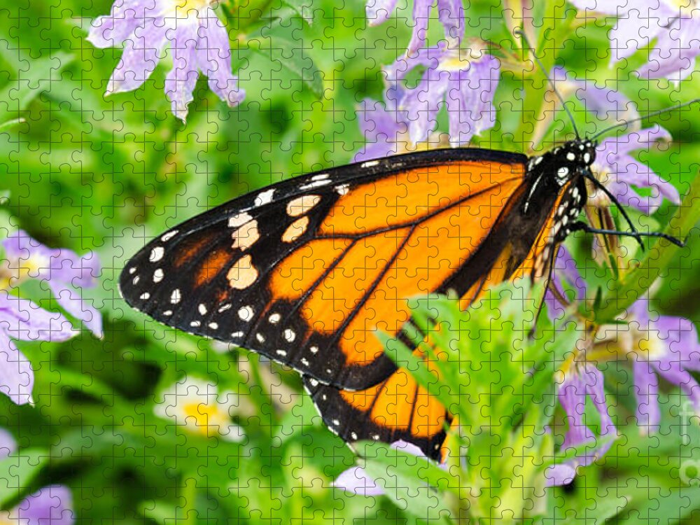 Butterfly Jigsaw Puzzle featuring the photograph Butterflies 3 by Andrea Anderegg