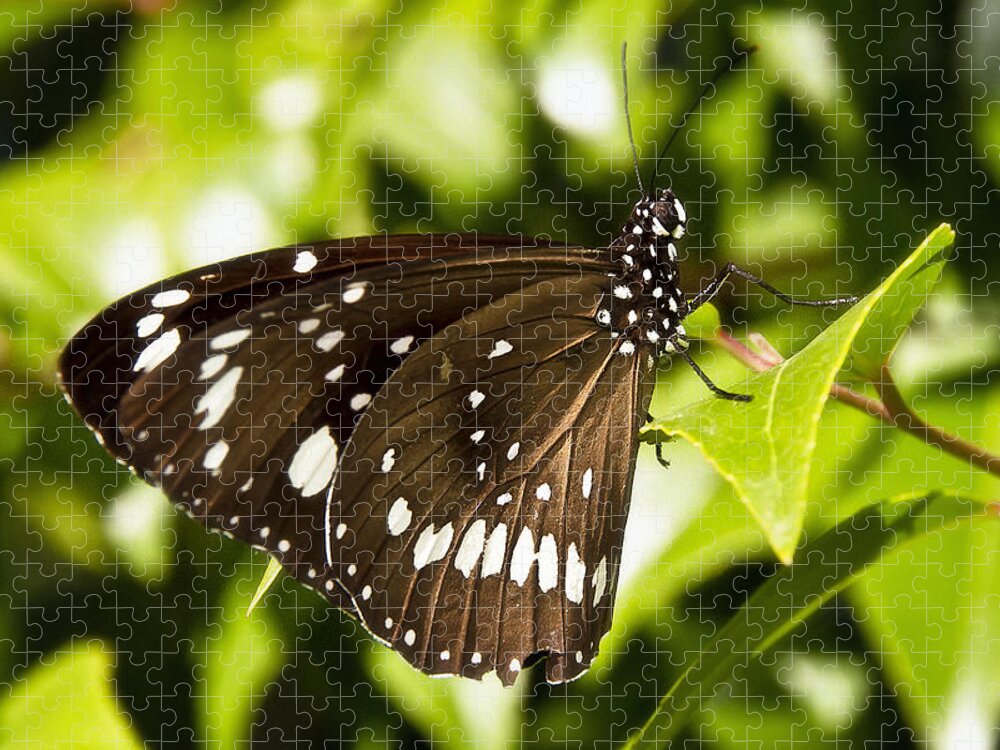Butterflies Jigsaw Puzzle featuring the photograph Butterfly 002 by Kevin Chippindall