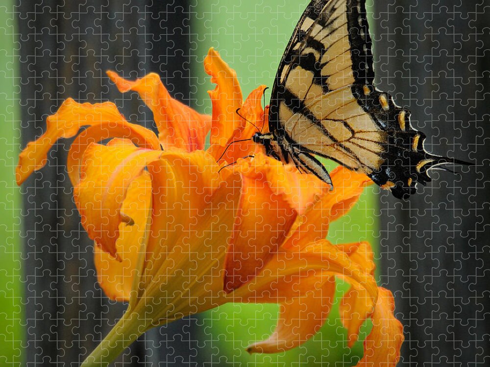 Butterfly Jigsaw Puzzle featuring the photograph Butterfly by David Hart