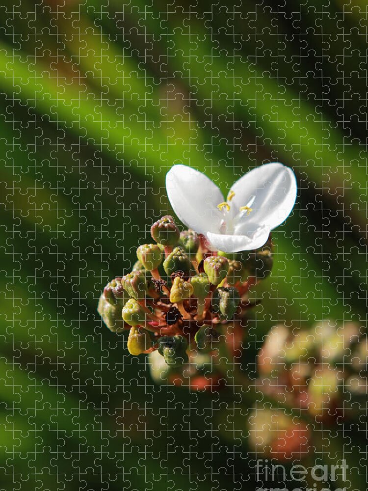 Flower Jigsaw Puzzle featuring the photograph Butterfly Flower by Aidan Moran