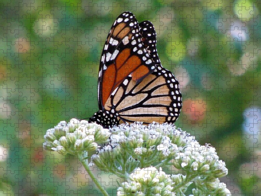Butterfly Jigsaw Puzzle featuring the photograph Butterfly Garden - Monarchs 11 by Pamela Critchlow