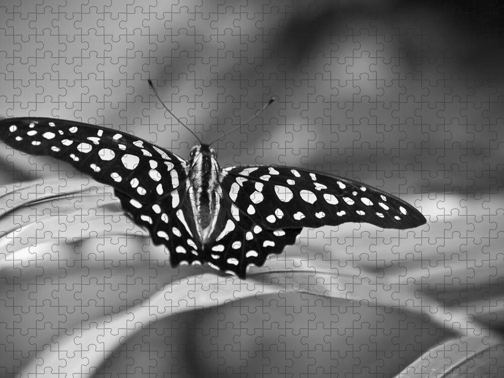 Butterfly Black & White Jigsaw Puzzle featuring the photograph Butterfly Resting by Ron White