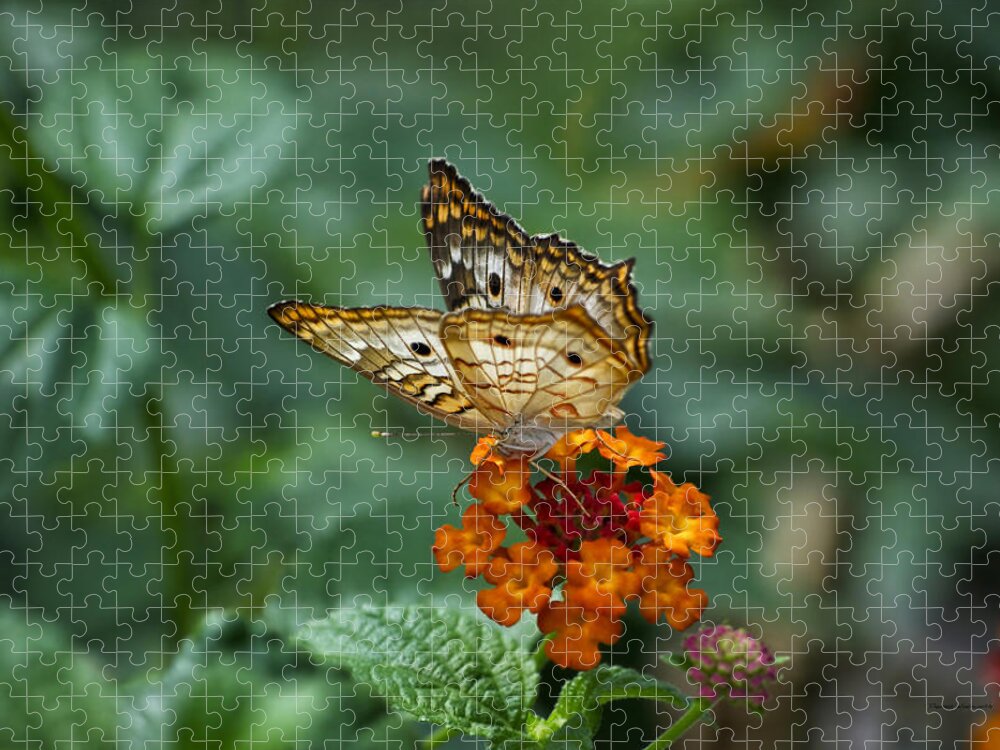 Butterfly Jigsaw Puzzle featuring the photograph Butterfly Wings Of Sun Light by Thomas Woolworth